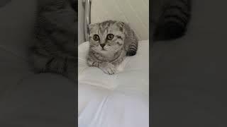 Расстроилась #cat#юмор#shorts#питомцы#melisa