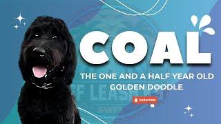 Coal the 1.5-Year-Old Golden Doodle | Two week Board and Train | Dog Training