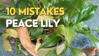 STOP Killing Your Peace Lily | 10 Mistakes and How to Fix Them