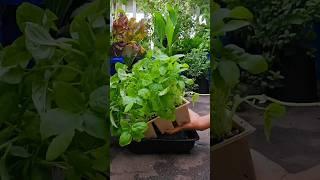 Young Basil In Mini Pot Grow With Low Maintenance On Balcony #plants #plantpots #herbs