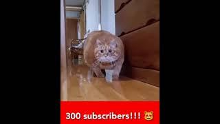 Thank you for 300 subs 