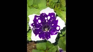 Giving u all some blooms from our farm