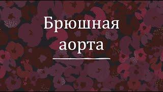 Брюшная аорта - анатомия сердечно-сосудистой системы (ССС)