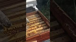 16 06 2025 yeşil Arıcılık 