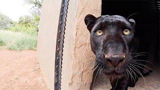 Typical Black Leopard Behaviour | The Lion Whisperer