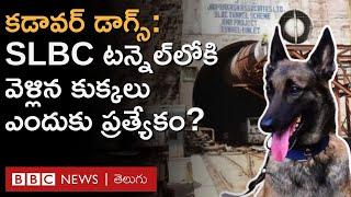 SLBC Tunnelలోకి వెళ్లిన Cadaver Dogs ఎందుకంత ప్రత్యేకం? ఇవి ఏం చేస్తాయి? | BBC Telugu