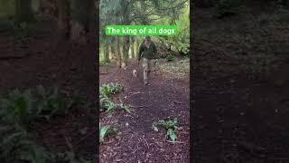 King of the wilderness #campinglife #campingdog #chowchow