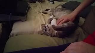 How much belly will he let me pet this time?