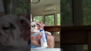 HOW TO REMOVE  EARWAX OF THE DOG