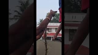 Red chilli മാവ് വെട്ടി part-1#plantsgarden #shortsvideo