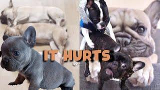 4 Reason why breeding French Bulldog can be dangerous