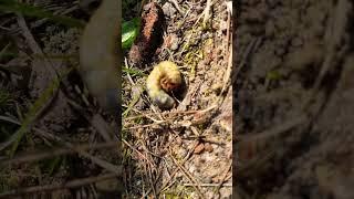 Личинку майского жука разбудили раньше времени #insects  #junebug #личинка