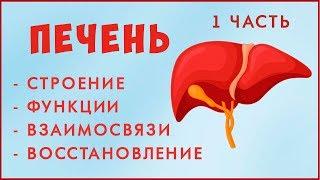 Здоровая ПЕЧЕНЬ.  Строение, функции, работа Печени. Лечение! Фролов Ю. А.