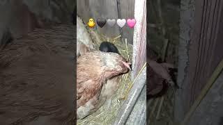 #chicken  #fypシ゚viral #cute #cutechickens #song #meme #capybara #capybarasong #animals #birds