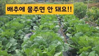 가을배추, 결구시기라도 물  함부로 주면 안됩니다!!(배추 중간관리는 이렇게!!)