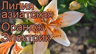 Лилия азиатская Орaндж Электрик (lilium)  обзор: как сажать, рассада лилии Орaндж Электрик