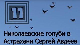 Николаевские голуби в Астрахани Сергей Авдеев (11)