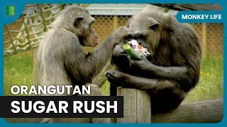 Young Orangutans and Sweet Treats! - Monkey Life - Documentary