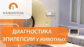 Эпилепсия у животных.  Причины и лечение эпилепсии у животных. Биоконтроль.