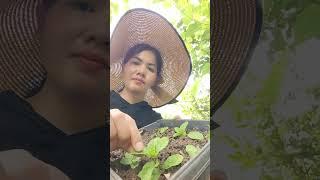 My plants ️ natural #faming #gardening #plants #success #succulent #aloevera