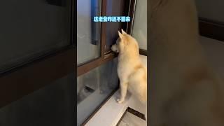 哈哈：這老登自己出去浪讓我在家帶孩子 不拆：大哥貼貼 #萌宠 #哈士奇