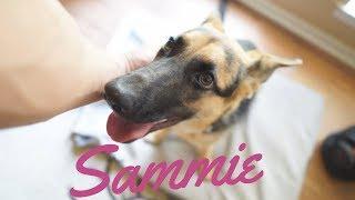 Sammie The German Shepherd Dog: Submissive and Hyperactive Rehab Explained