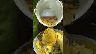 #honeybeesting #vlong #beefeater #mengly #honey #workerbee #beekeeping