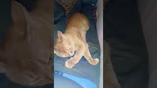 Тебе так удобно?... #video #vid #v #cat #funnycat #cute #animal #funny #kitten