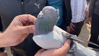 jama masjid kabootar market delhi 24/11/2024 kabutar market Delhi white pigeons