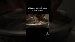 Cat drinking water in slow motion #cats #water #subscribe #trending #viral