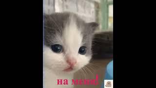 пИчальный Котег #shorts #KetsuNeko @KetsuNeko