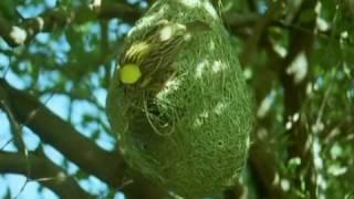 BBC Home Making: Weaver Bird