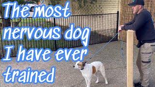 THE MOST NERVOUS DOG I HAVE EVER TRAINED #dog #dogs