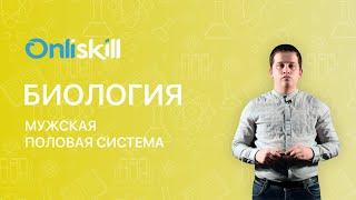 Биология 8 класс. Мужская половая система