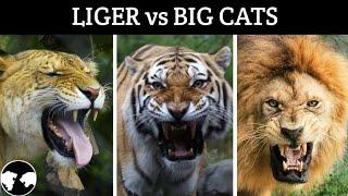 Can LIGER beat TIGER, LION, JAGUAR and LEOPARD ?