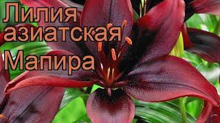 Лилия азиатская Мапира (lilium mapira)  лилия Мапира обзор: как сажать луковицы лилии Мапира