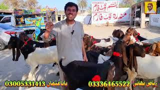 Kamori bakrian lene waly customer bismillah goat farm dera ghazi khan all breed