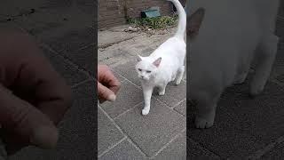 Daily Dopamine #home #dopamine #lovemycats #grutube #catdad #catlife #catvibes #cutecats #meowmeow