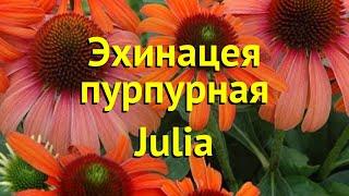 Эхинацея пурпурная Джулиа. Краткий обзор, описание характеристик echinacea purpurea Julia