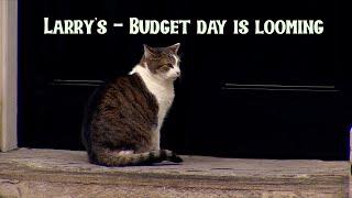 Larry, The Downing Street Cat - Budget day is looming