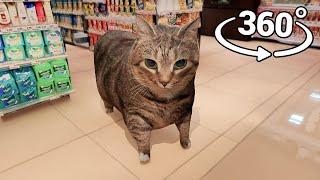 360° OIIAOIIA Cat - Supermarket