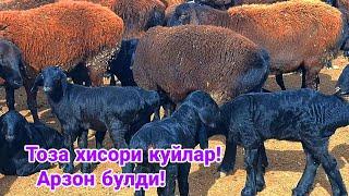 Хакикий хисори куйлар! Арзон булди! Сотилиб кетди