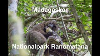 Besuch des Nationalpark Ranomafana