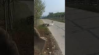 Đoạn đường bị lồi lên nên đi qua đã ngã