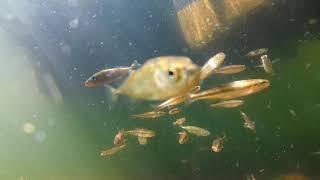 Wild Three-spined sticklebacks (Gasterosteus aculeatus) schooling