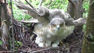 Sparrowhawk reveals its secrets / Bird documentary / Movie 52