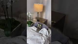  Cat Daddy Issues