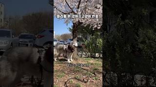 파리를 본 강아지고양이 반응 (부끄와 시끄)