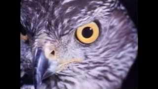 @DavidCobham's 'THE GOSHAWK' - Entire #Movie