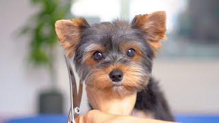 The happiness of grooming an adorable puppy yorkshire terrier!️️